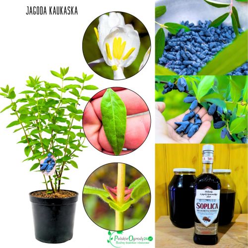 Jagoda Kaukaska idealna do ogrodu KRZEW 15-25 cm