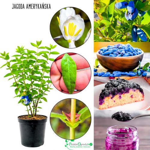 Jagoda Amerykańska regularne plonowanie KRZEW 40-70 cm