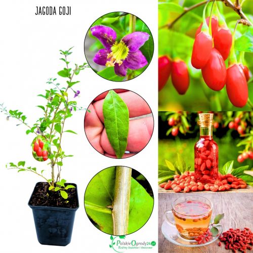 Jagoda Goji Kolcowój Chiński czerwone owoce KRZEW 15-25 cm