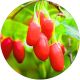 Jagoda Goji Kolcowój Chiński wczesne owoce KRZEW 40-70 cm
