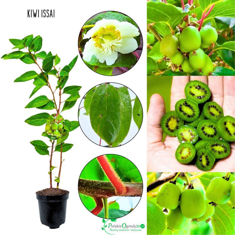 Mini Kiwi Issai samopylna odmiana KRZEW 20-30 cm