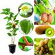 Mini Kiwi Aktinidia gładkie owoce KRZEW 40-80 cm