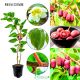 Mini Kiwi Czerwone czerwony miąższ słodki KRZEW 20-30 cm