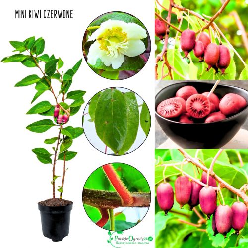 Mini Kiwi Czerwone czerwony miąższ słodki KRZEW 20-30 cm