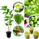Mini Kiwi Geneva wczesne dojrzewanie KRZEW 20-30 cm