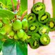Mini Kiwi Aktinidia gładkie owoce KRZEW 40-80 cm