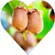 Mini Kiwi Aktinidia gładkie owoce KRZEW 40-80 cm