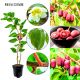 Mini Kiwi Czerwone aromatyczne owoce KRZEW 40-80 cm