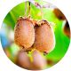 Mini Kiwi Aktinidia gładkie owoce KRZEW 40-80 cm