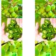 Mini Kiwi Issai samopylna odmiana KRZEW 20-30 cm