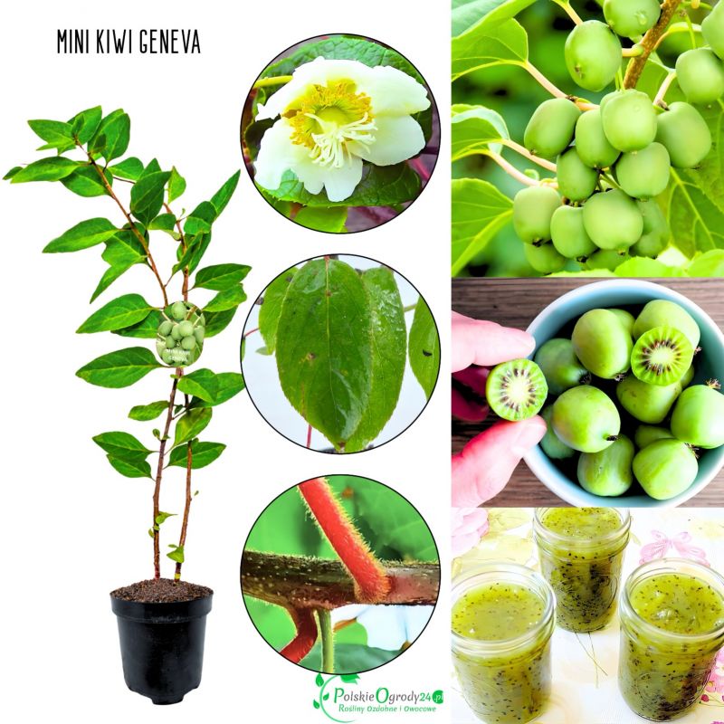 Mini Kiwi Geneva aromatyczny smak KRZEW 40-80 cm