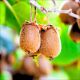 Mini Kiwi Aktinidia gładkie owoce KRZEW 40-80 cm