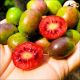 Mini Kiwi Ken's Red czerwony miąższ KRZEW 20-30 cm