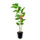 Mini Kiwi Czerwone aromatyczne owoce KRZEW 40-80 cm