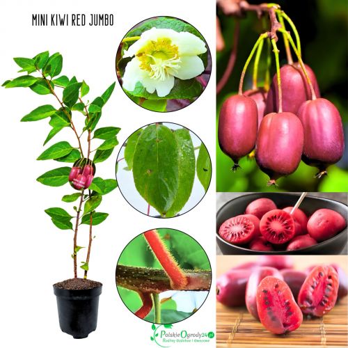Mini Kiwi Jumbo bardzo duże owoce KRZEW 20-30 cm