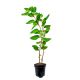 Mini Kiwi Geneva wczesne dojrzewanie KRZEW 20-30 cm