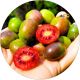 Mini Kiwi Ken's Red czerwony miąższ KRZEW 20-30 cm