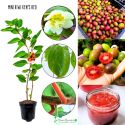 Mini Kiwi Ken's Red czerwony miąższ KRZEW 20-30 cm