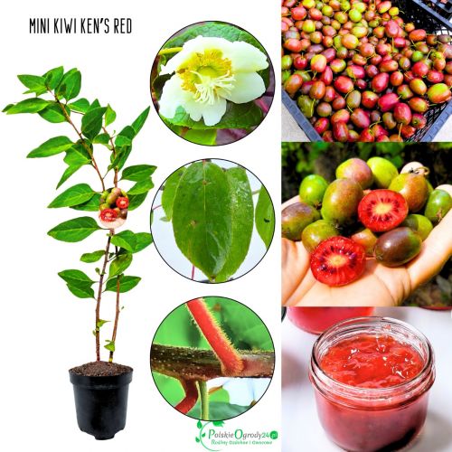 Mini Kiwi Ken's Red czerwony miąższ KRZEW 20-30 cm