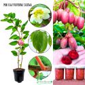 Mini Kiwi Purpurna Sadowa późniejsze KRZEW 40-80 cm