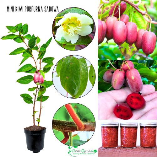 Mini Kiwi Purpurna Sadowa późniejsze KRZEW 40-80 cm
