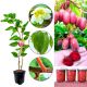 Mini Kiwi Purpurna Sadowa purpurowe owoce KRZEW 20-30 cm