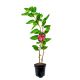 Mini Kiwi Jumbo bardzo duże owoce KRZEW 20-30 cm