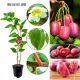 Mini Kiwi Red Jumbo słodki deserowy smak KRZEW 40-80 cm