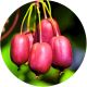 Mini Kiwi Red Jumbo duże czerwone owoce KRZEW 20-30 cm