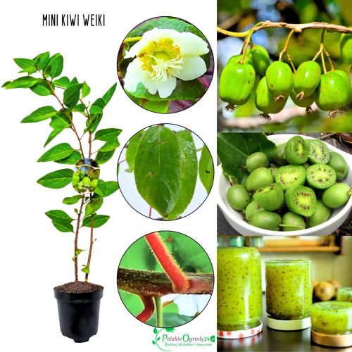 Mini Kiwi Weiki sadzonki do ogrodu KRZEW 20-30 cm