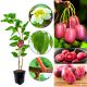 Mini Kiwi Red Jumbo słodki deserowy smak KRZEW 40-80 cm