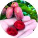 Mini Kiwi Purpurna Sadowa późniejsze KRZEW 40-80 cm