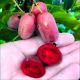 Mini Kiwi Purpurna Sadowa purpurowe owoce KRZEW 20-30 cm