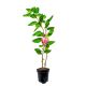 Mini Kiwi Purpurna Sadowa późniejsze KRZEW 40-80 cm