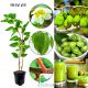 Mini Kiwi Weiki duże sadzonki kiwi KRZEW 40-80 cm