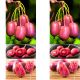 Mini Kiwi Red Jumbo duże czerwone owoce KRZEW 20-30 cm