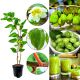 Mini Kiwi Weiki duże sadzonki kiwi KRZEW 40-80 cm