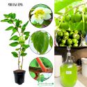Mini Kiwi Rima wczesne dojrzewanie KRZEW 20-30 cm