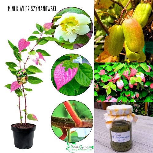 Mini Kiwi Dr Szymanowski słodko kwaśne KRZEW 40-80 cm