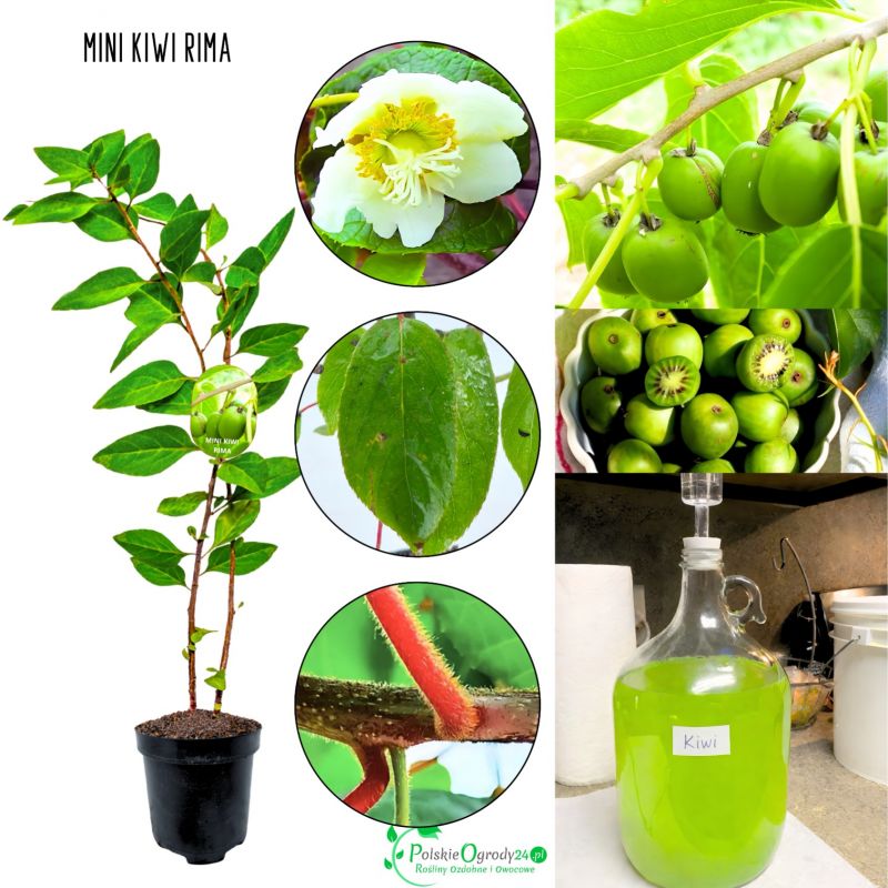Mini Kiwi Rima soczyste duże owoce KRZEW 40-80 cm