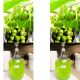 Mini Kiwi Rima wczesne dojrzewanie KRZEW 20-30 cm