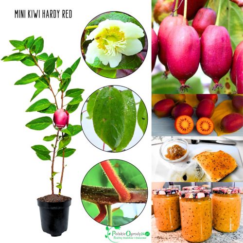 Mini Kiwi Hardy Red czerwone owoce KRZEW 20-30 cm