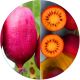 Mini Kiwi Hardy Red czerwone owoce KRZEW 20-30 cm