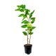 Mini Kiwi Rima wczesne dojrzewanie KRZEW 20-30 cm