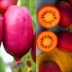 Mini Kiwi Hardy Red wysoka mrozoodporność KRZEW 40-80 cm