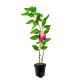 Mini Kiwi Hardy Red czerwone owoce KRZEW 20-30 cm