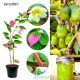 Mini Kiwi Kolomikta najwyższa odporność KRZEW 20-30 cm