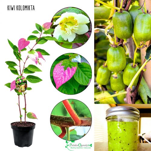 Mini Kiwi Kolomikta najwyższa odporność KRZEW 20-30 cm