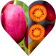 Mini Kiwi Hardy Red wysoka mrozoodporność KRZEW 40-80 cm