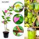 Mini Kiwi Kolomikta najwyższa odporność KRZEW 20-30 cm